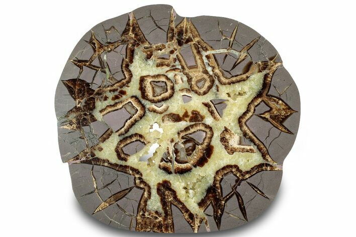 Polished Septarian Slab - Utah #317996